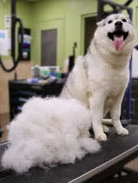 Dog after grooming