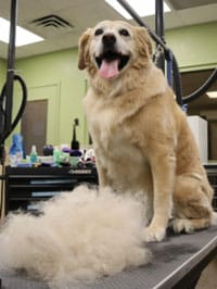 Dog after grooming