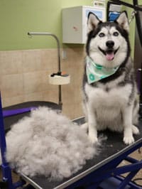 Dog after grooming