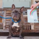A dog posing with their rainbow paw painting