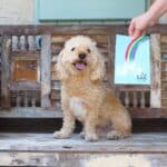 A dog posing with their rainbow paw painting