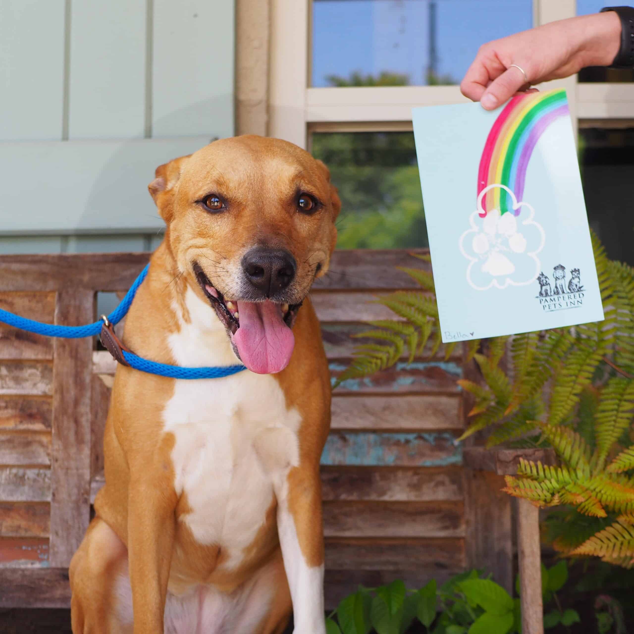 A dog posing with their rainbow paw painting