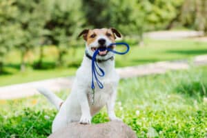 Dog holding a leash in its mouth