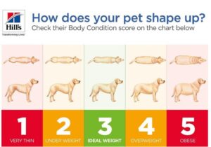 Chart that helps parents determine their pets body condition