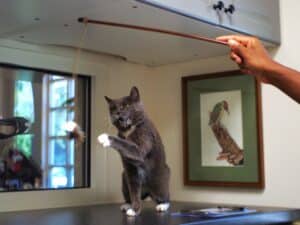 Cat playing with a teaser toy.