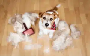 Dog being brushed with a lot of fur around them