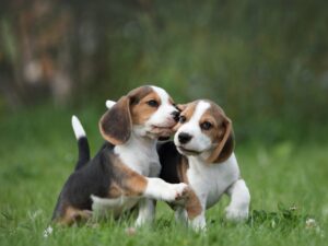 Beagle Littermates playing