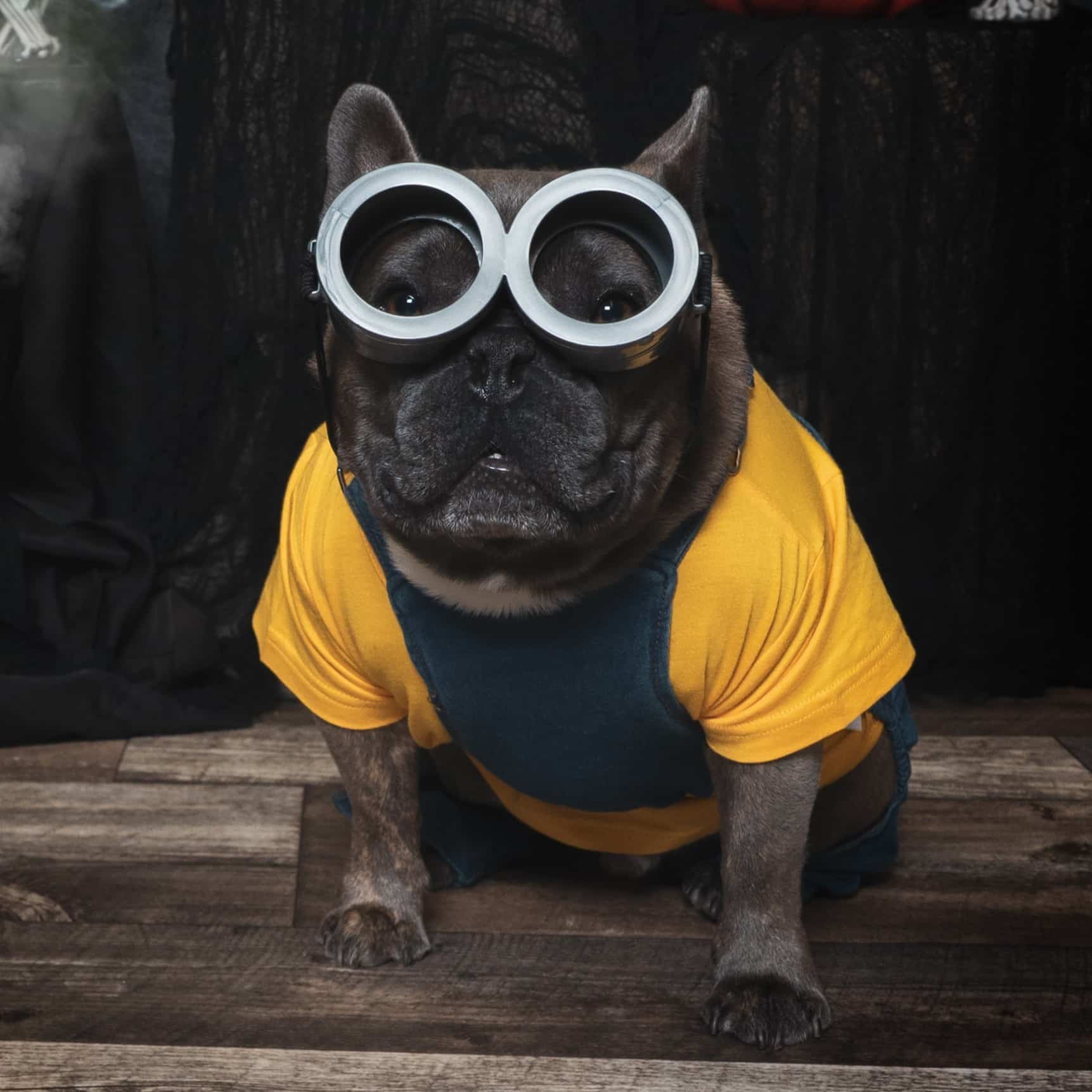 A dog dressed up as a minion