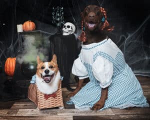 Dogs dressed up as Toto and Dorthey