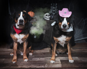 two dogs dressed as cowboys