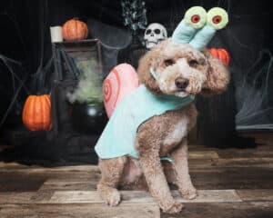 Dog dressed up as a snail