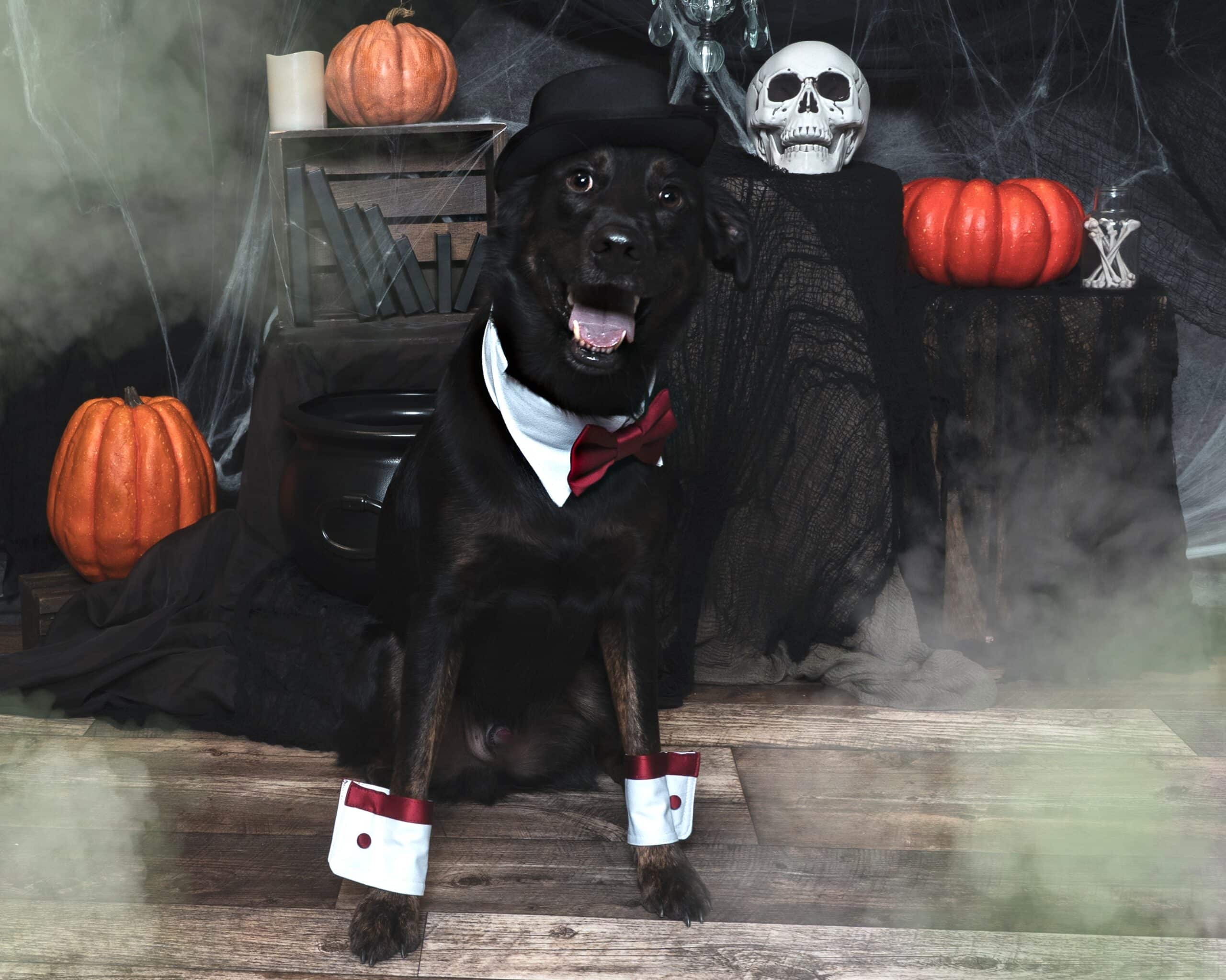 Dog dressed up as a dapper gentleman