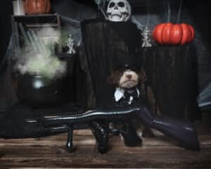 A dog dressed up as a mobster