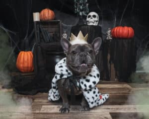 Dog dressed up as a king