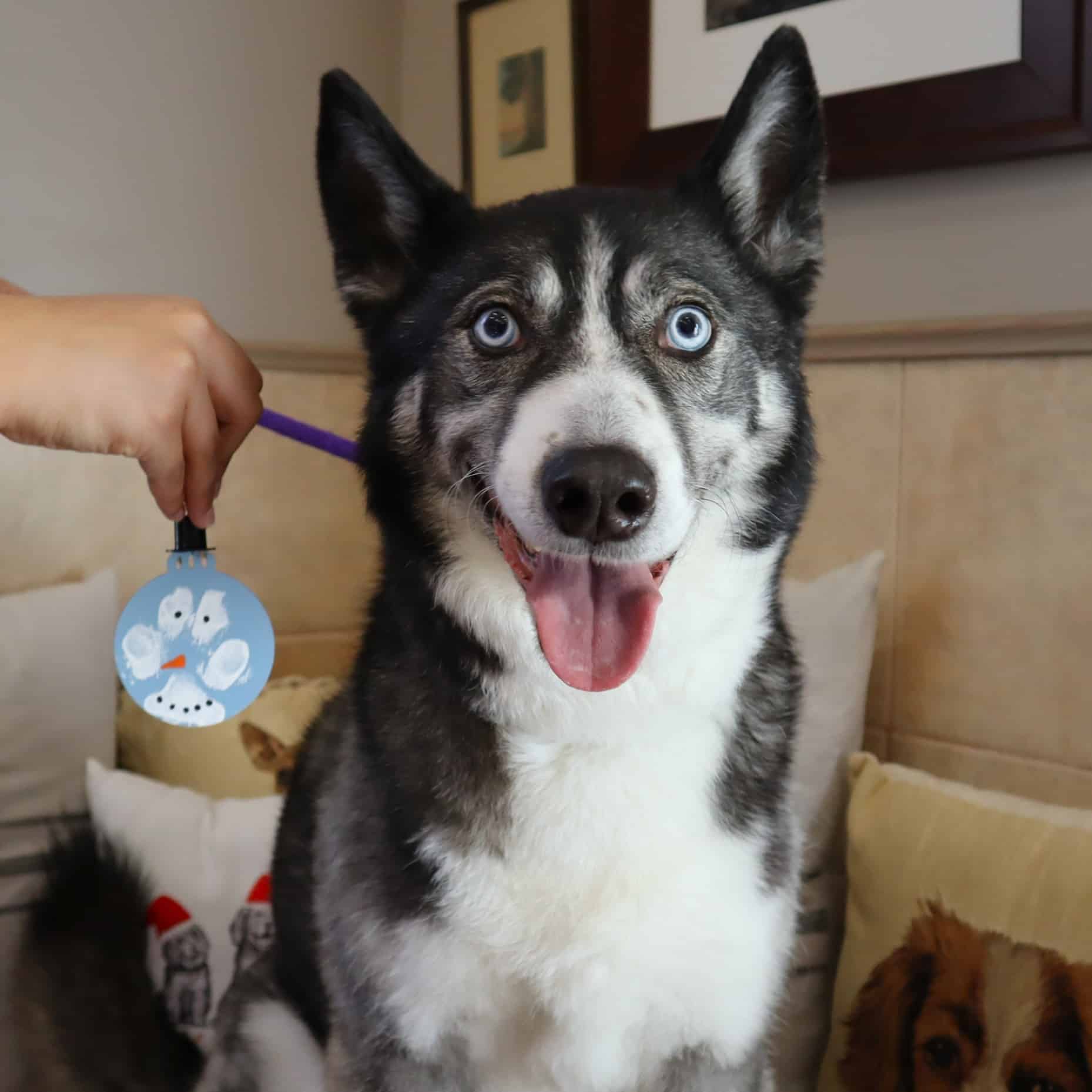 Husky posing with their snowman paw painting