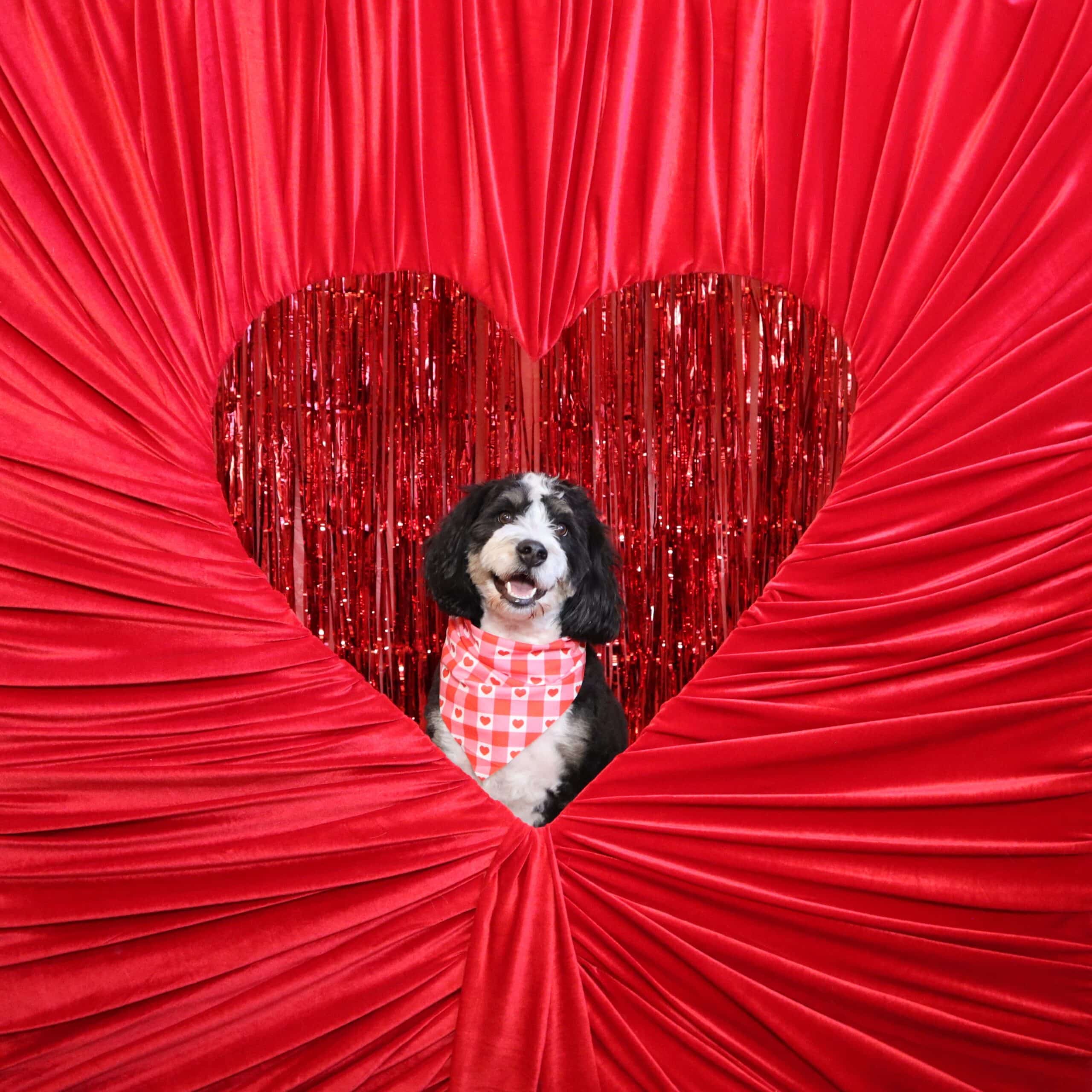 A dog behind a velvet heart shaped cut out