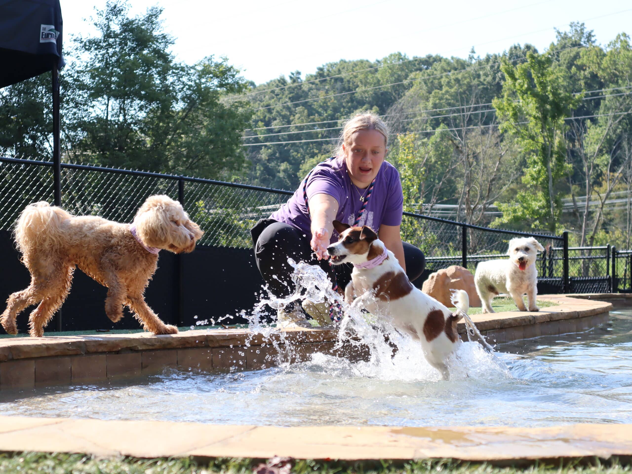 Staff member playing with a dog in the pool
