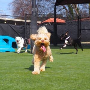 three dogs running in a play yard