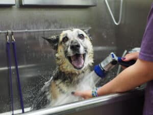 German Shephard in a bath