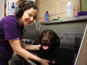 Brown lab getting a bath from a spa tech