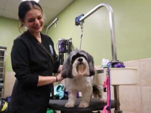 A dog getting groomed