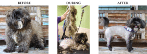 Before, during, and after a dog getting groomed who has pelts