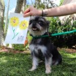 teacup yorkie with their paw painting