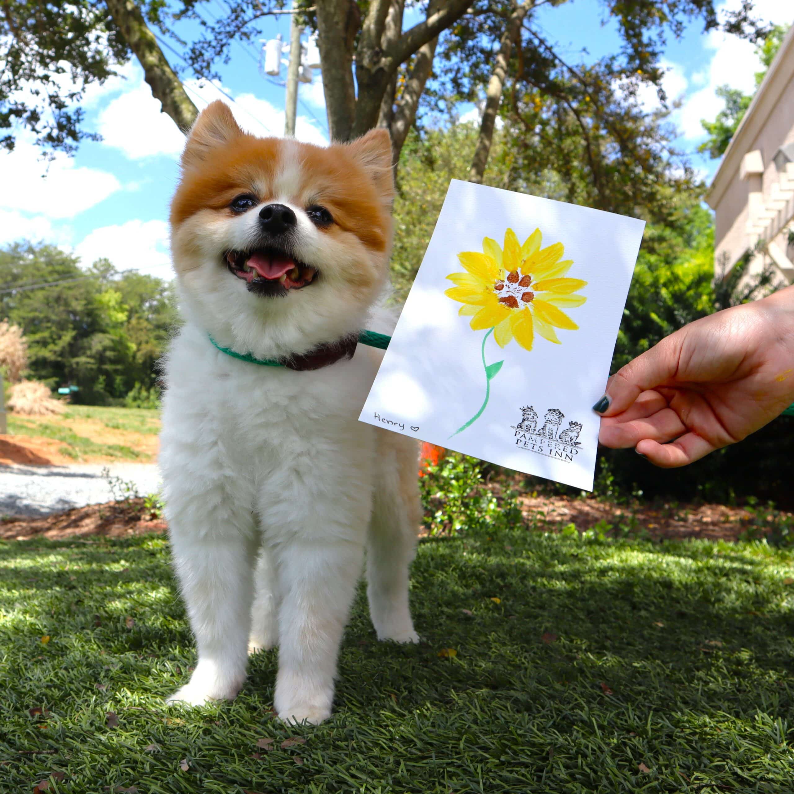 Pomeranian with their paw painting