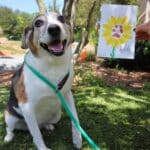 Beagle with their paw painting