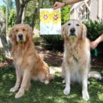 two golden retriever siblings with their paw painting