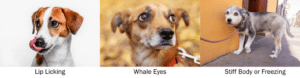 examples of lip licking, whale eyes, and freezing in dogs 