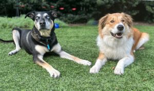 Two dogs laying next to each other